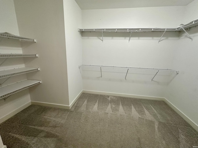 walk in closet with carpet flooring