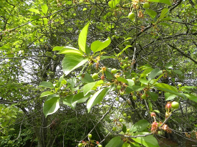 view of nature