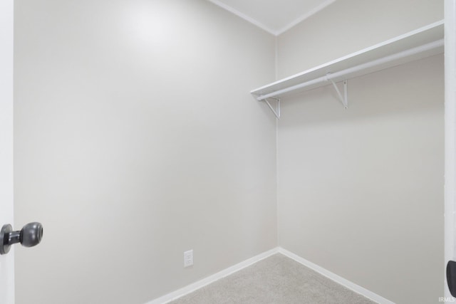 spacious closet featuring carpet floors