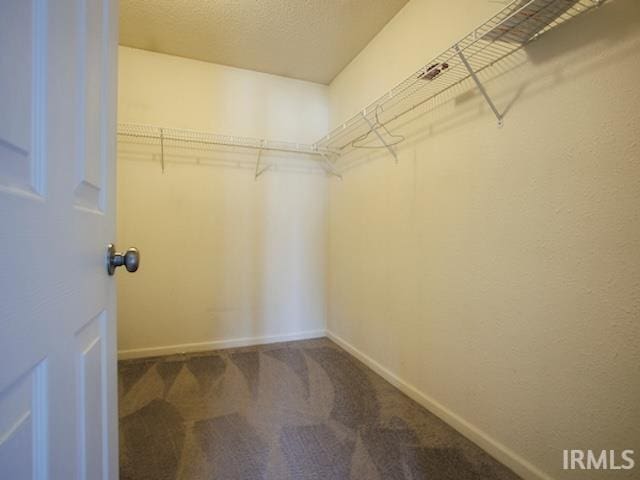 spacious closet featuring carpet flooring