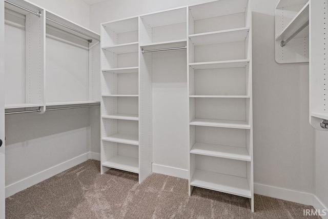 walk in closet featuring carpet flooring