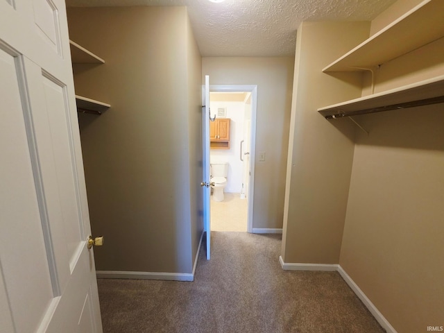 walk in closet featuring carpet