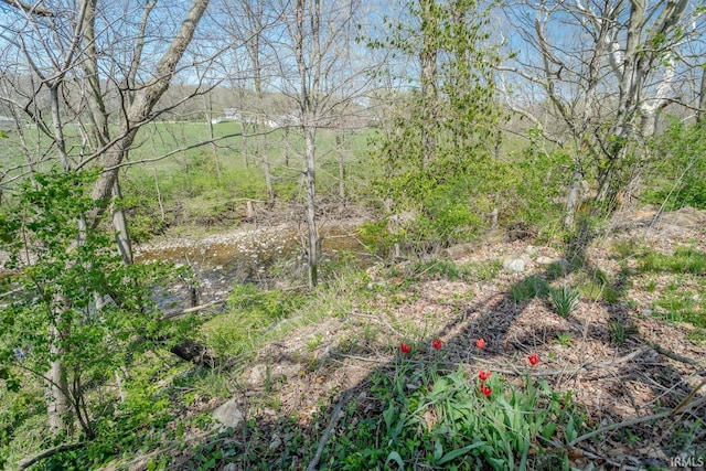 view of local wilderness