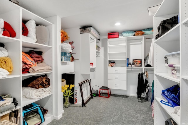 walk in closet featuring carpet floors