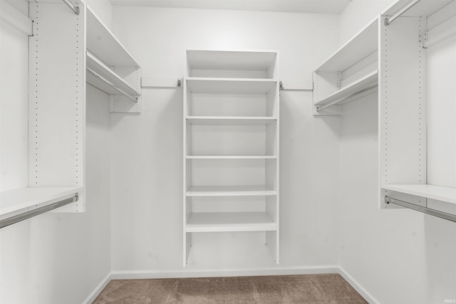 spacious closet featuring carpet floors