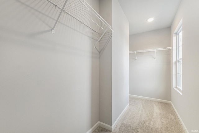 spacious closet featuring carpet