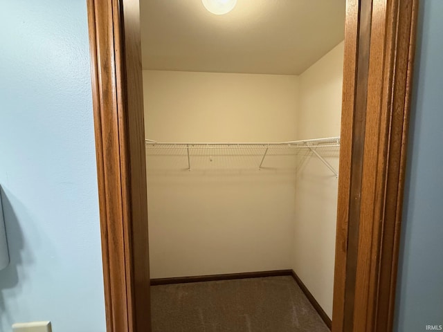 spacious closet featuring carpet flooring