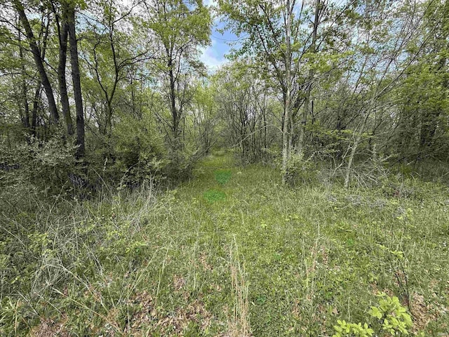 view of tree filled area