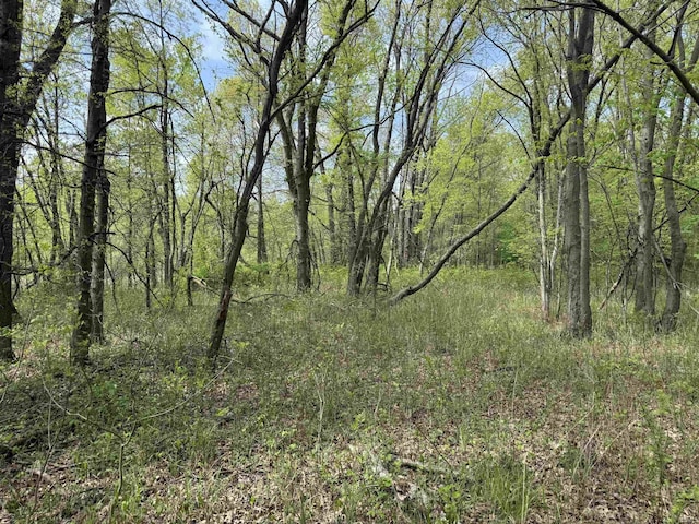 view of woods