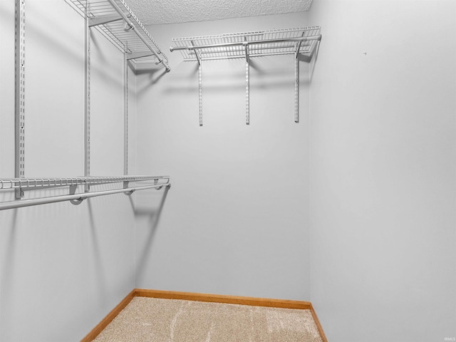 spacious closet featuring carpet