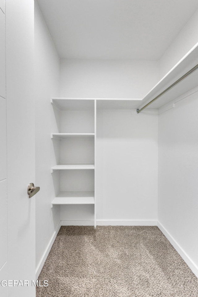 spacious closet featuring carpet flooring