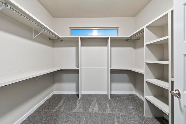 walk in closet with carpet flooring