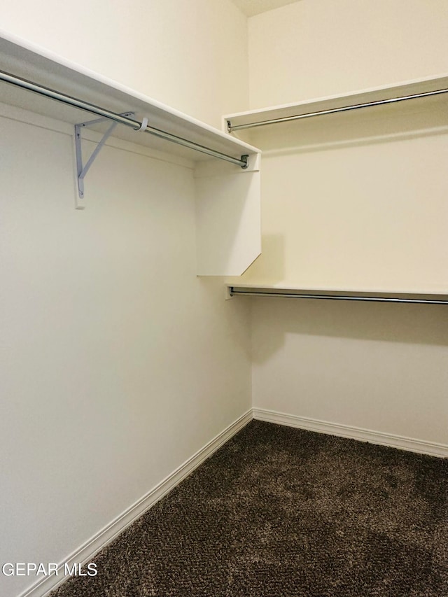 walk in closet featuring carpet floors