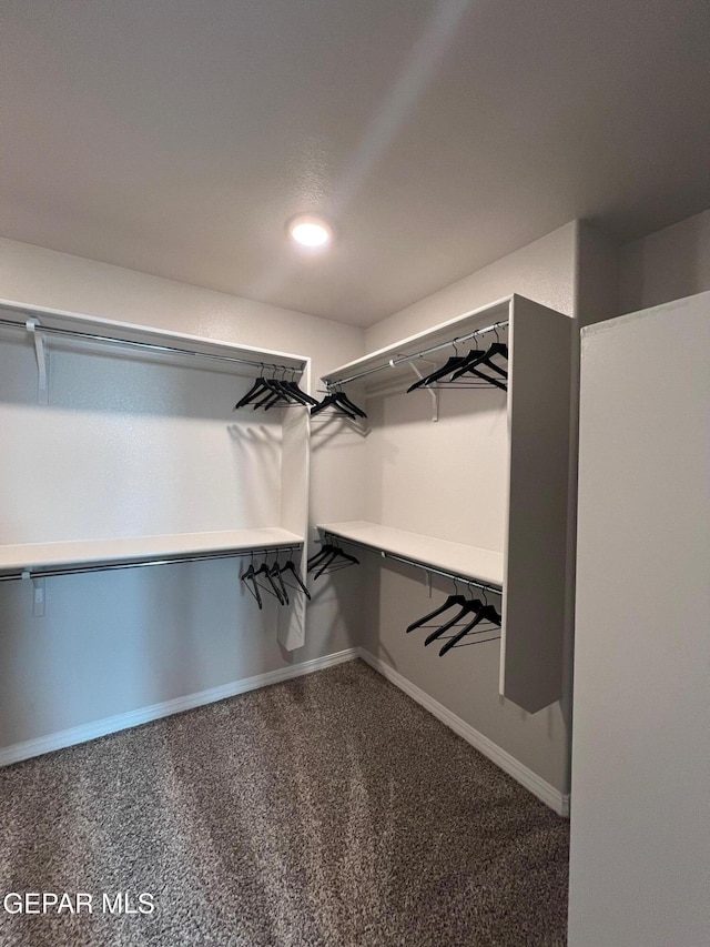 walk in closet with carpet flooring