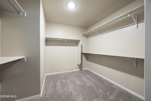 spacious closet featuring carpet