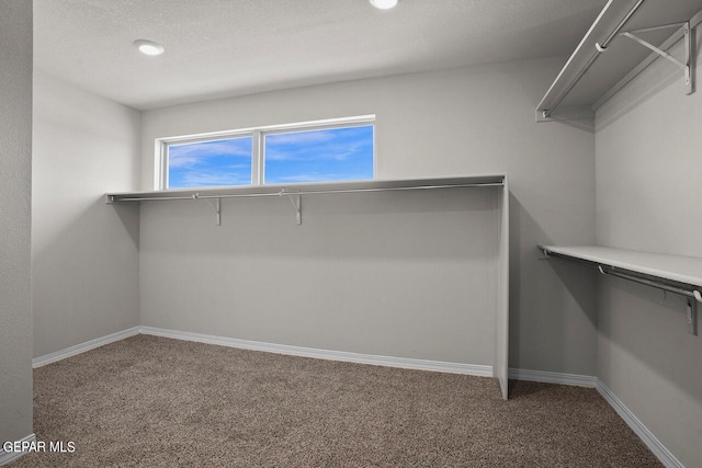 spacious closet featuring carpet flooring