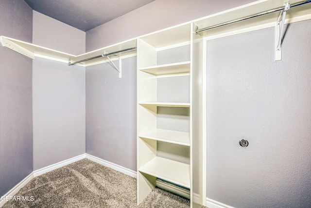 walk in closet with carpet floors