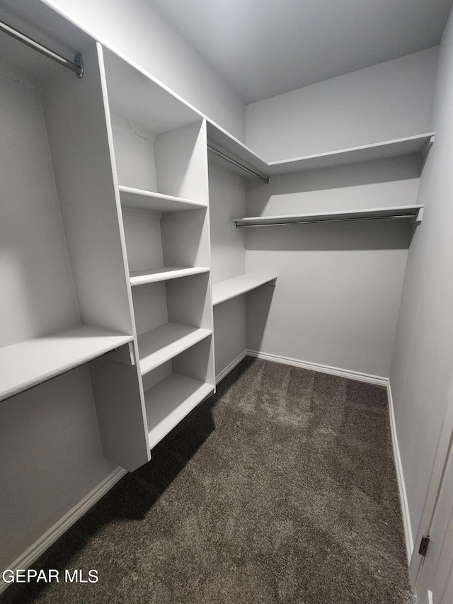 spacious closet featuring carpet