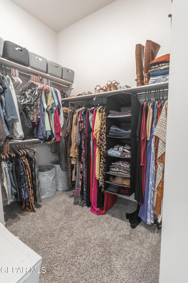 walk in closet featuring carpet flooring