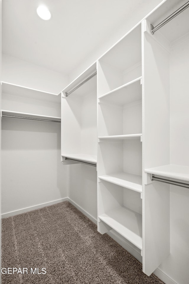 walk in closet featuring carpet floors