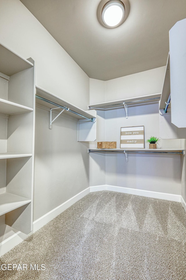 walk in closet featuring carpet flooring