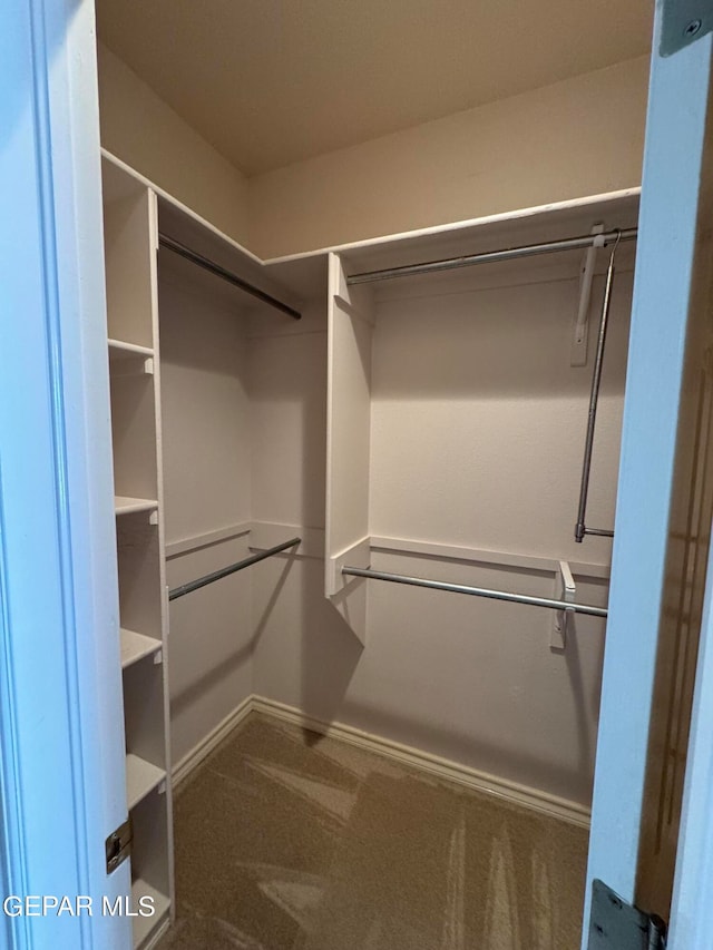 spacious closet featuring carpet floors