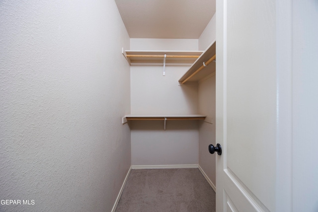 spacious closet featuring carpet