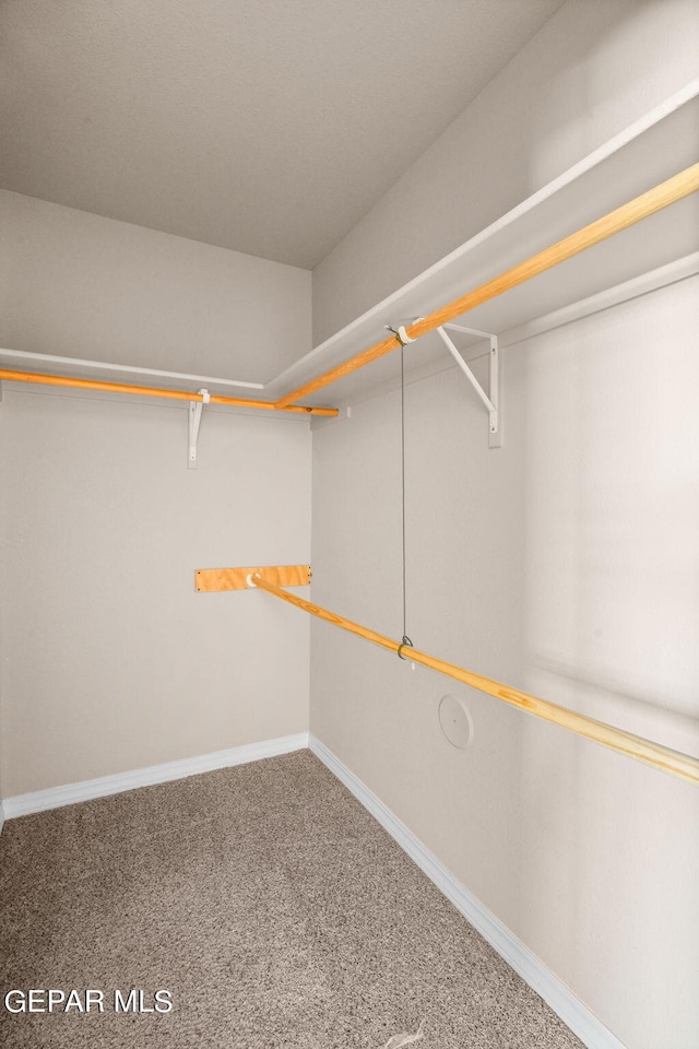 spacious closet featuring carpet flooring