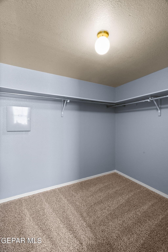 walk in closet with carpet flooring