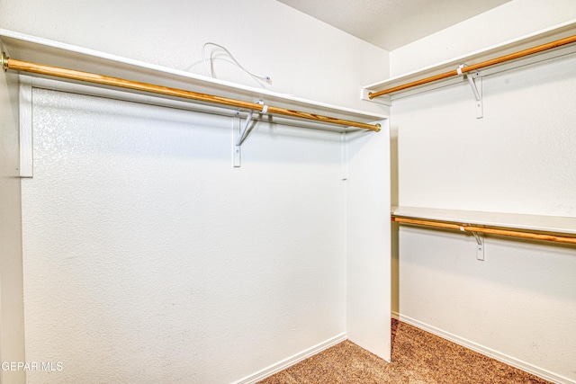 spacious closet featuring carpet