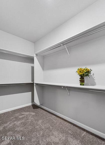 spacious closet featuring carpet flooring