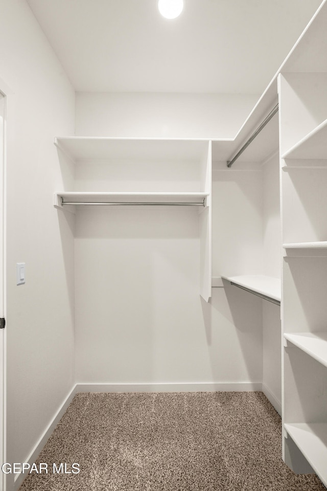 walk in closet featuring carpet floors