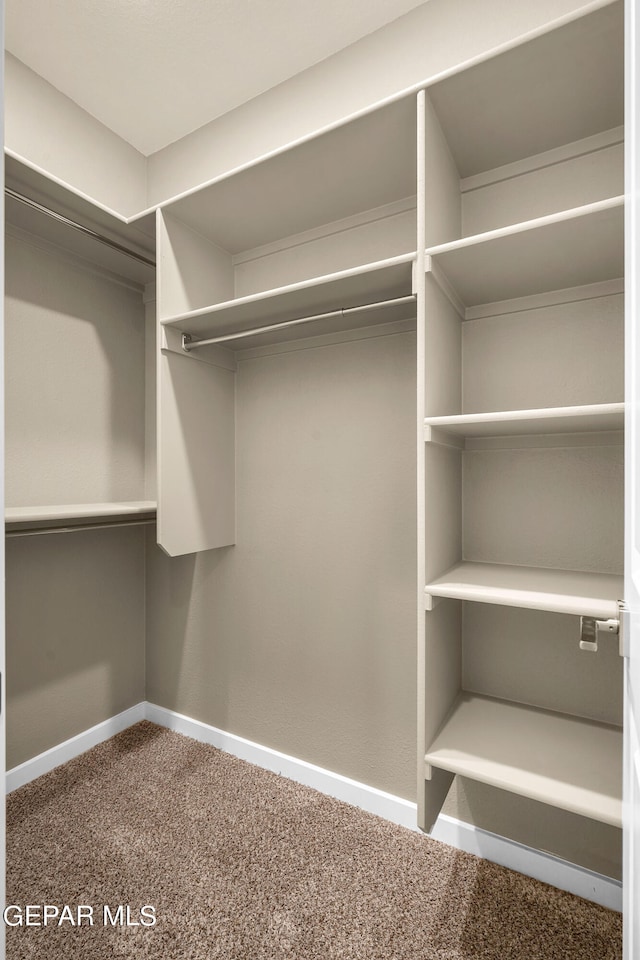 walk in closet featuring carpet floors