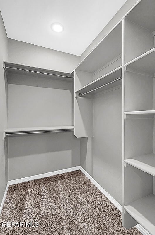 spacious closet featuring carpet floors