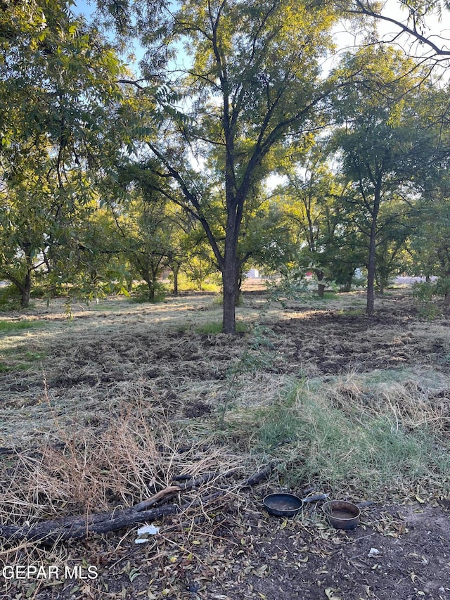 view of local wilderness