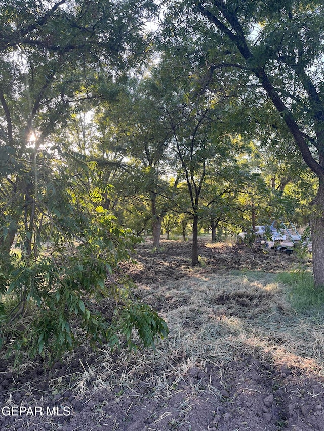 view of local wilderness