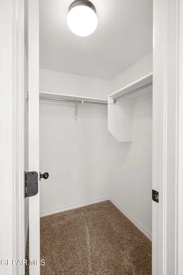 spacious closet featuring carpet