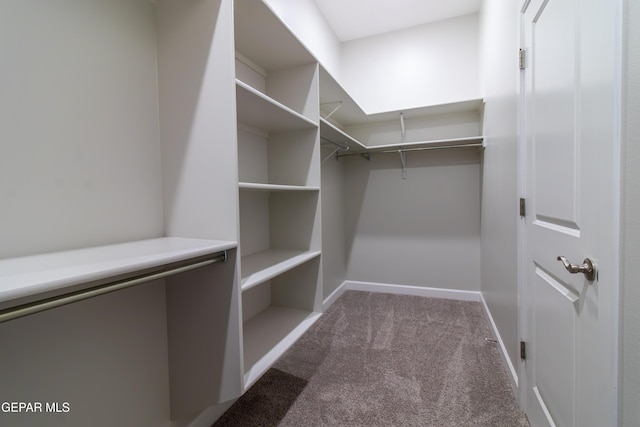 walk in closet featuring carpet floors