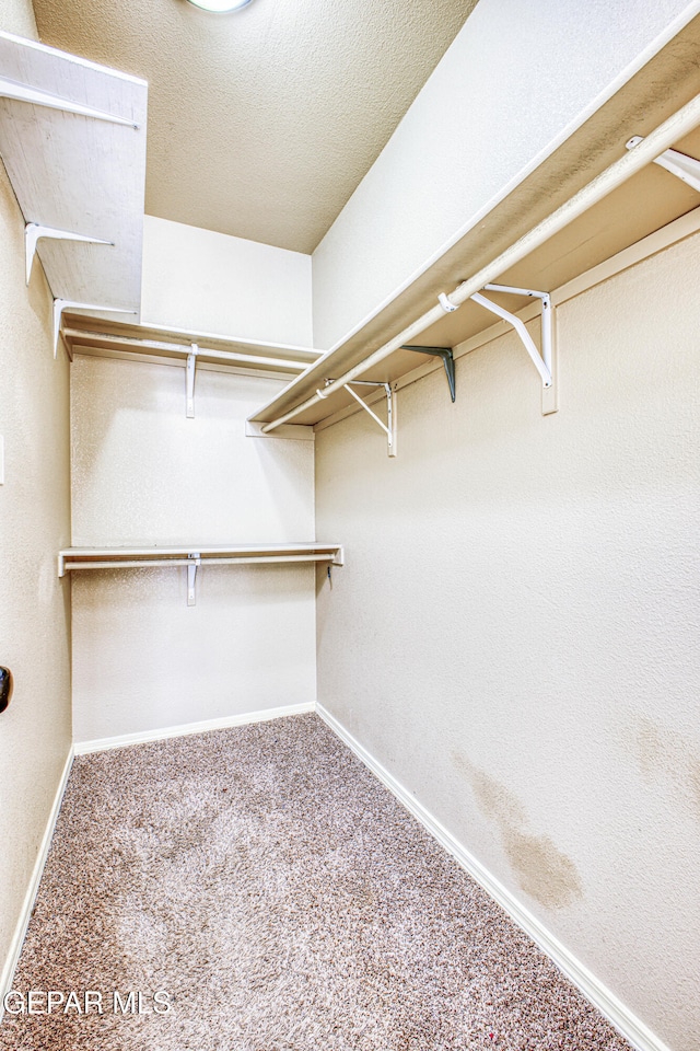 walk in closet with carpet floors