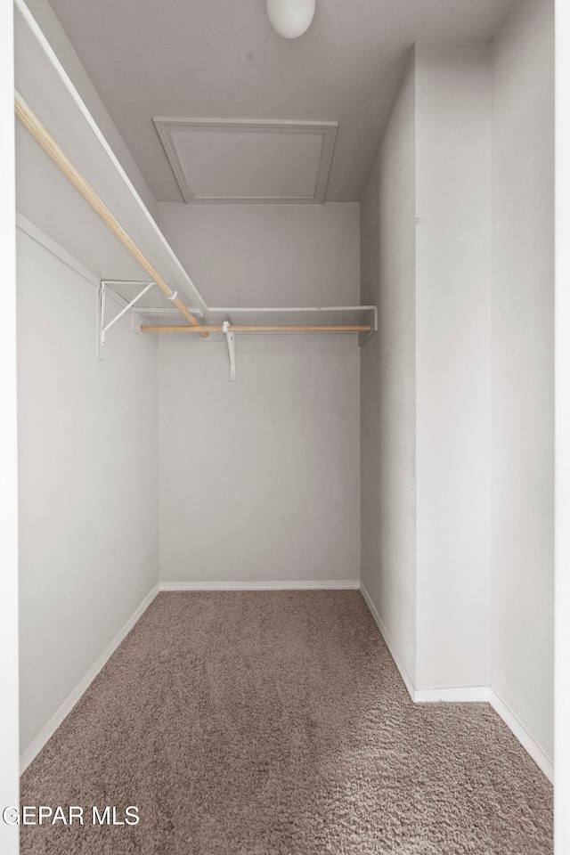 walk in closet featuring attic access and carpet