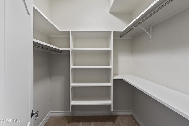 spacious closet featuring carpet floors