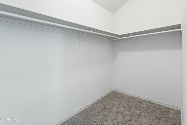 spacious closet featuring carpet flooring