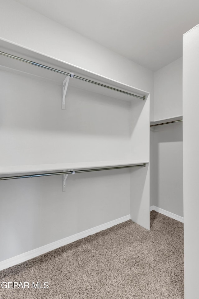 spacious closet featuring carpet