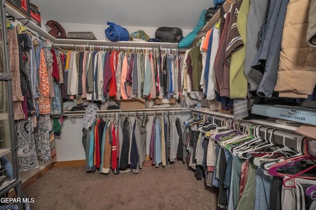 walk in closet with carpet floors