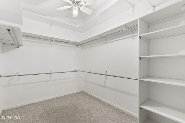 walk in closet with carpet floors and ceiling fan