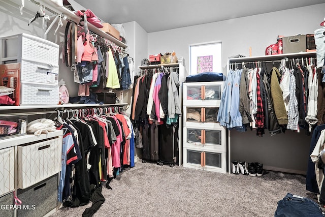 spacious closet featuring carpet flooring