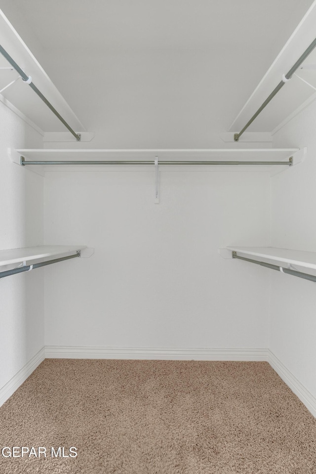 walk in closet featuring carpet flooring