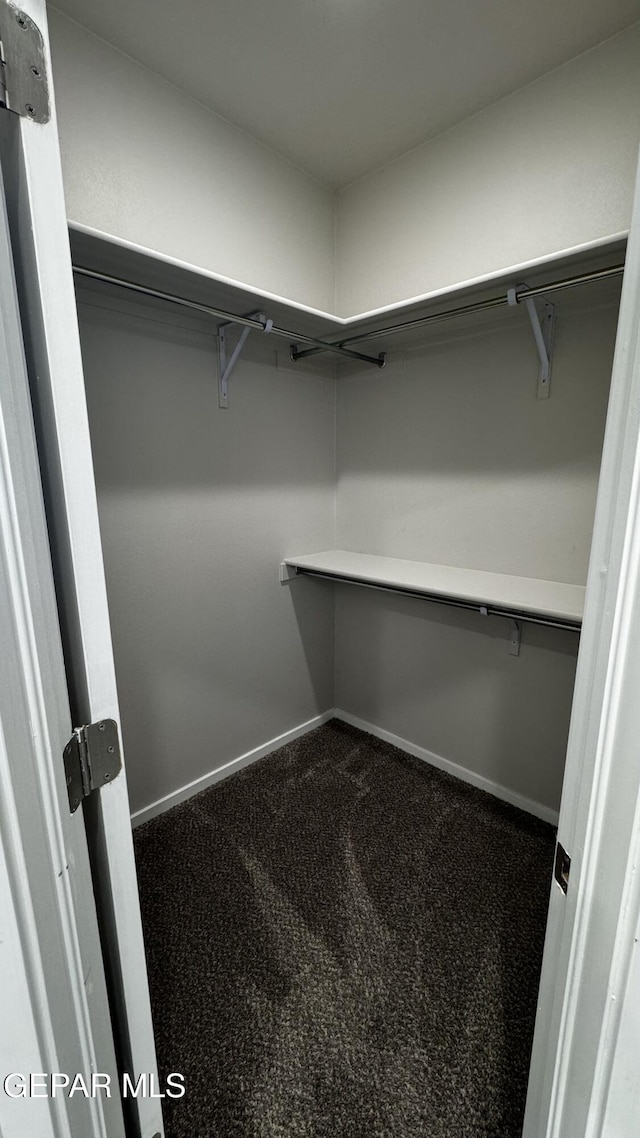 walk in closet with carpet floors