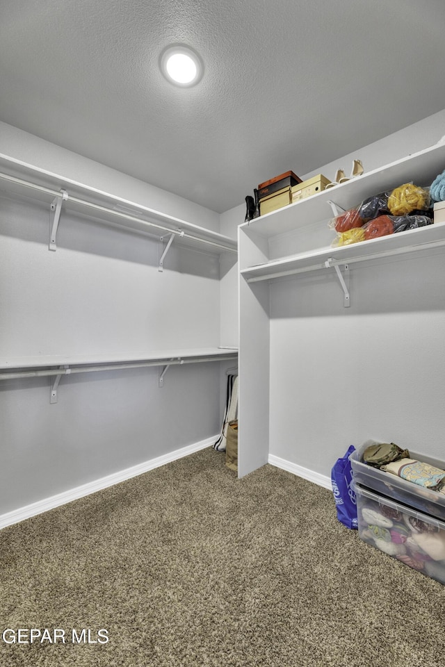 walk in closet with carpet floors