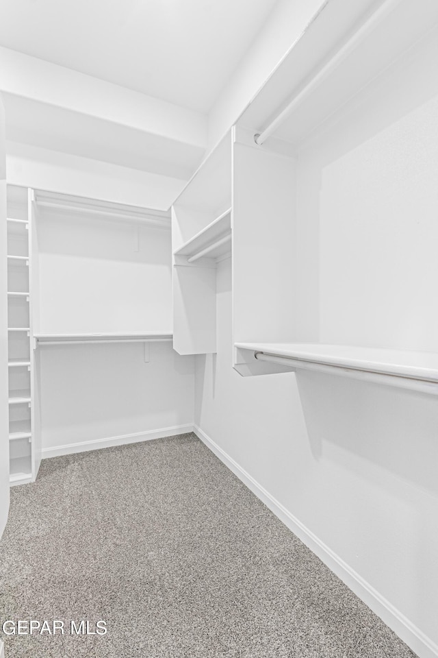 spacious closet featuring carpet